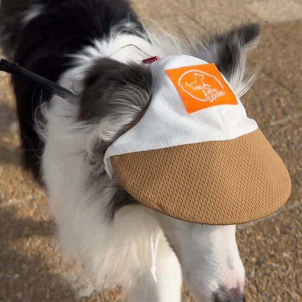 犬用ウェア Let's walk お散歩用 虫よけキャップ M | ペティオ