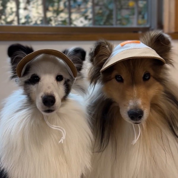 犬用ウェア Let's walk お散歩用 虫よけキャップ M | ペティオ