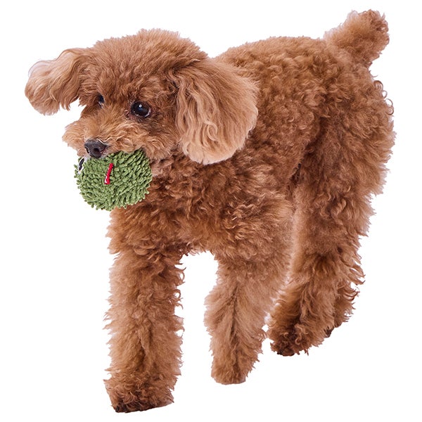 犬用おもちゃ モコモコシャカシャカボール セットボックス | ペティオ