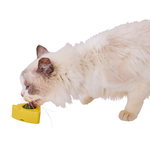 猫用おもちゃ ぺろぺろキャットニップTOY チーズ | ペティオ